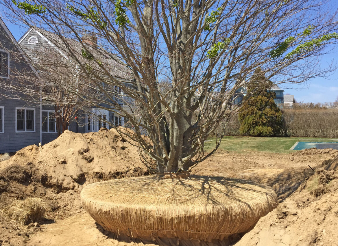 Large Tree Installation