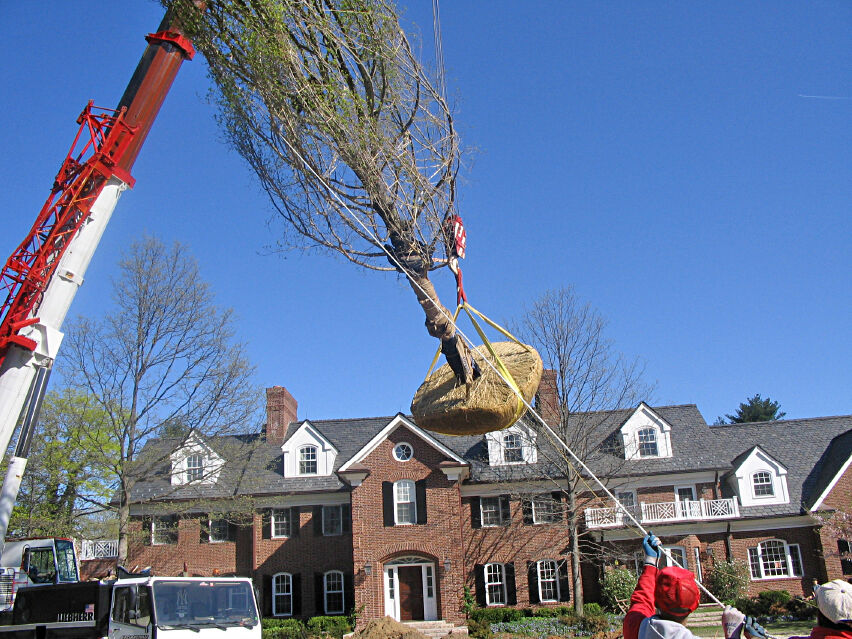 Large Tree Installation