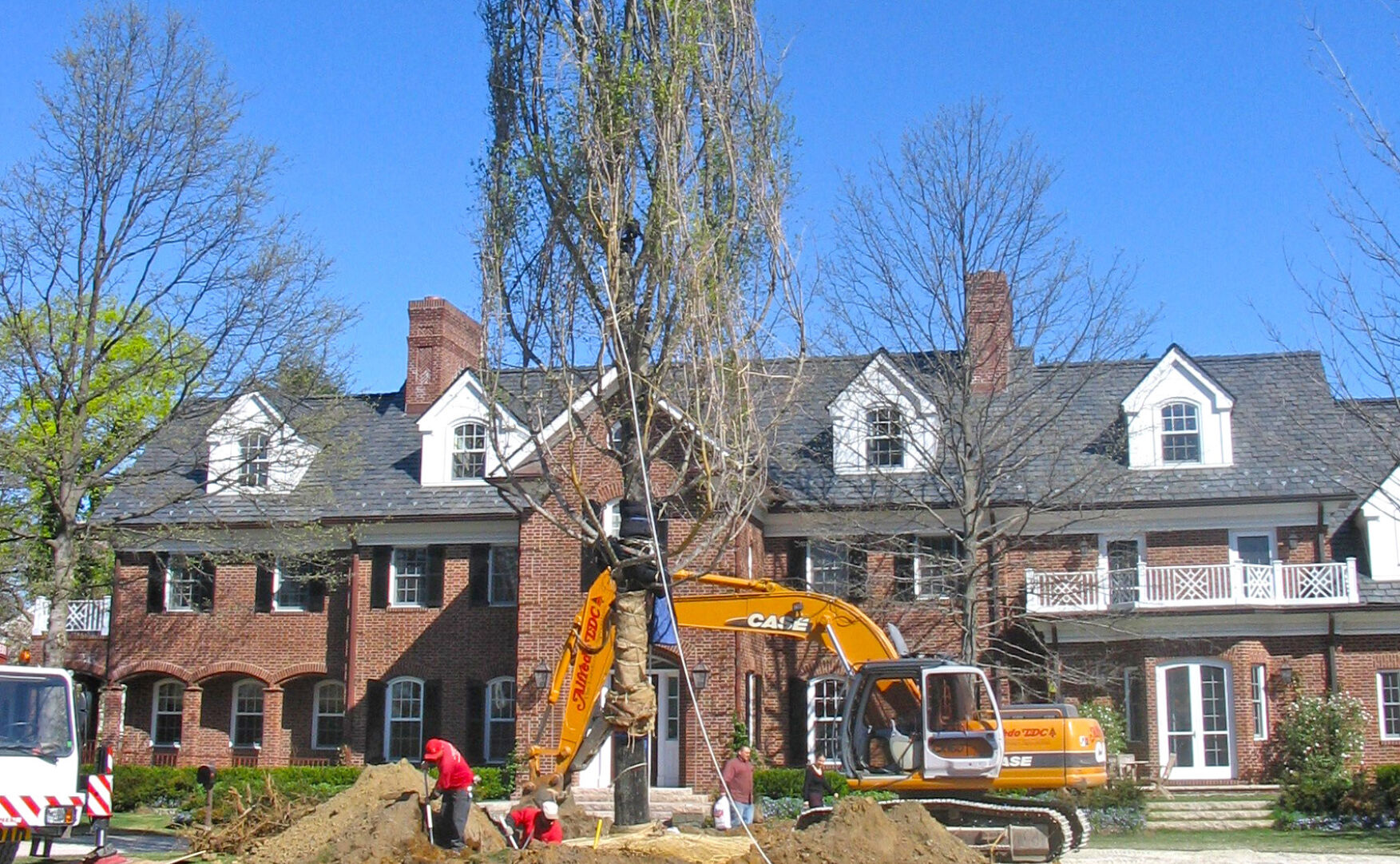 Large Tree Placement and Establishment