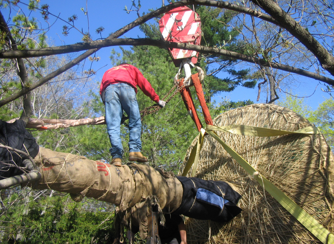 Large Tree Work