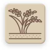 Annual and perennial installations